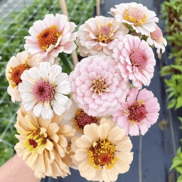 🌺Double Zinnia Mixed Color Seeds