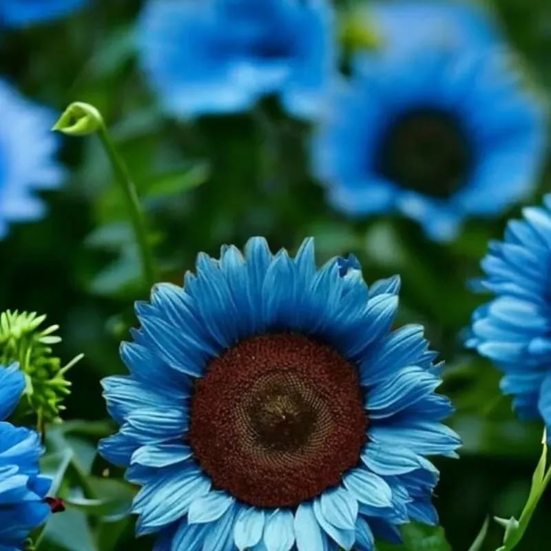 Bright Blue Sunflower Seeds