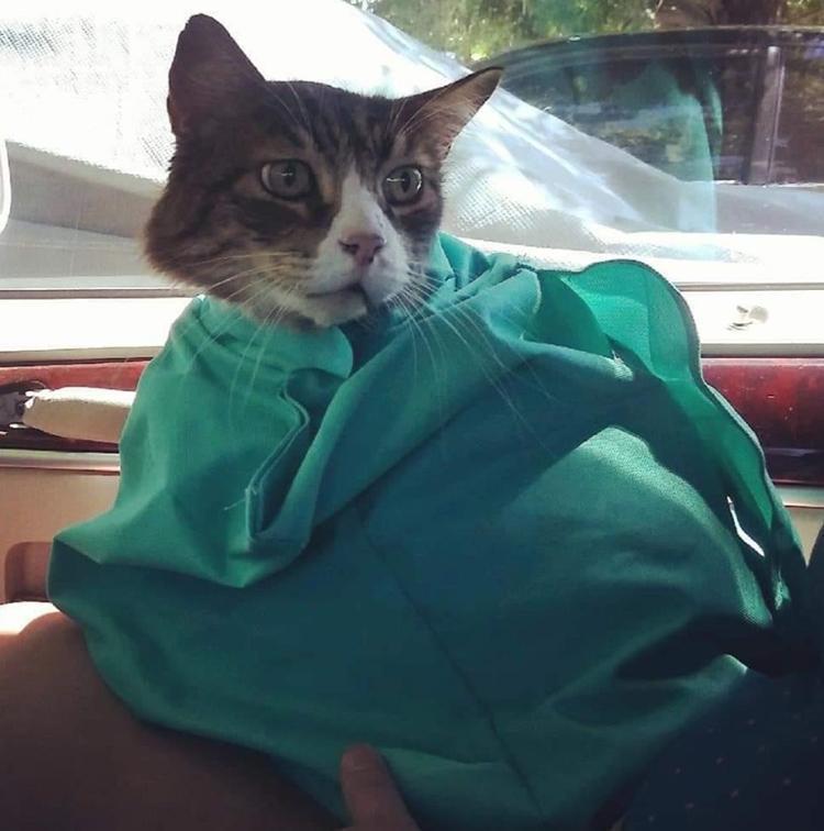 Higomore™ Cat Carry-Out Crossbody Bag