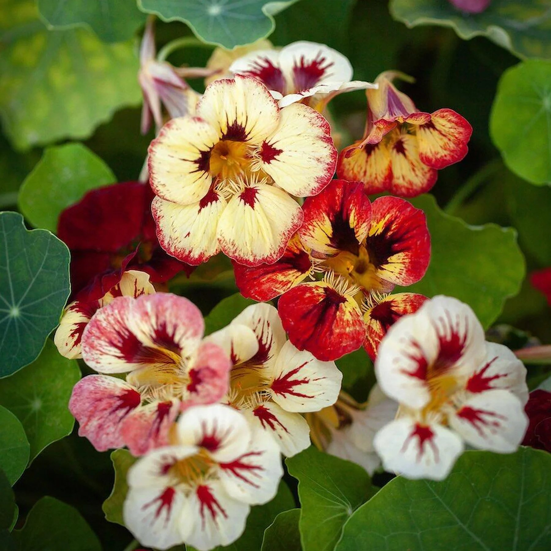 🔥Last day clearance🌺Low-maintenance Nasturtium Seeds