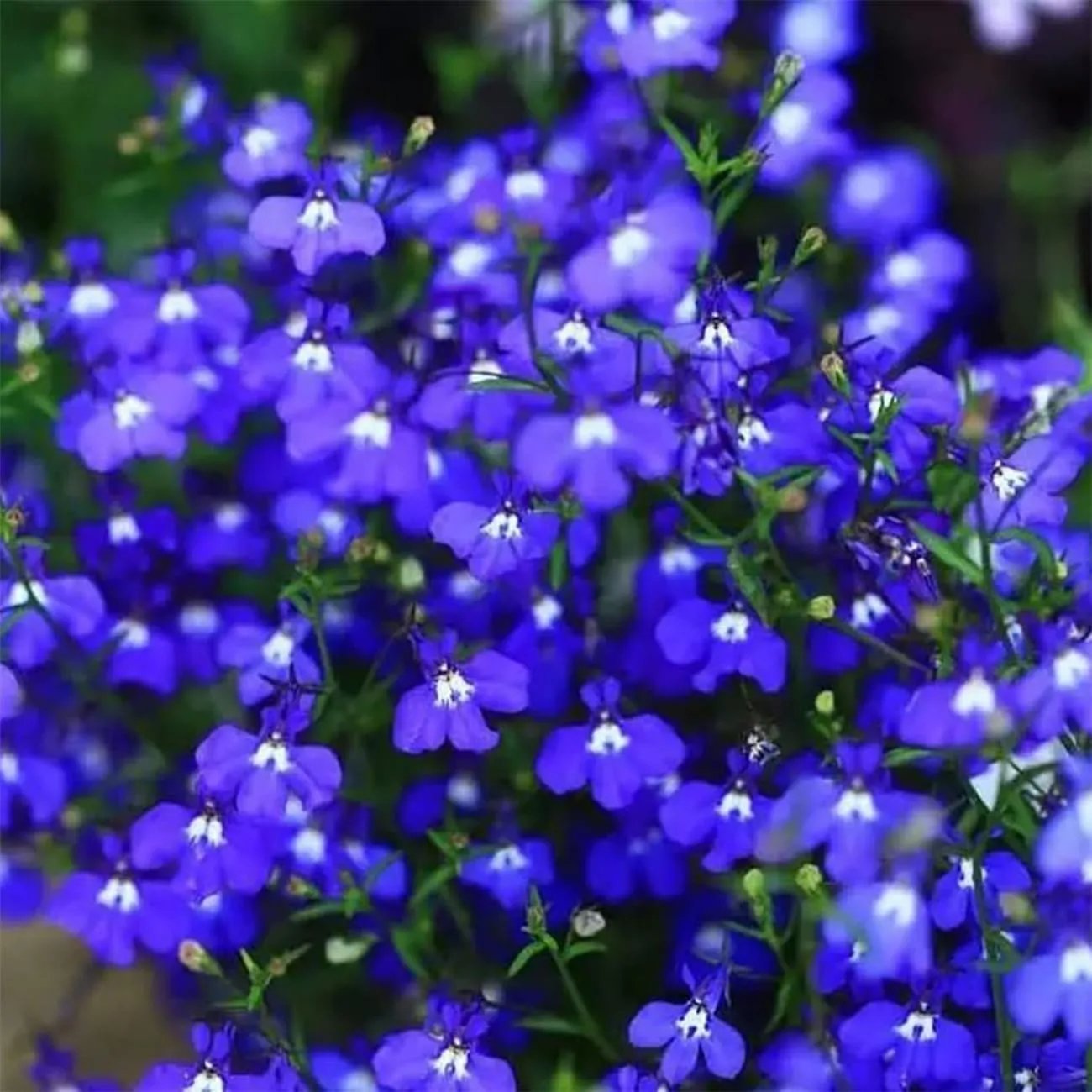 🎁2025 Special Offer 🍃Creeping Thyme Homegrown Seeds