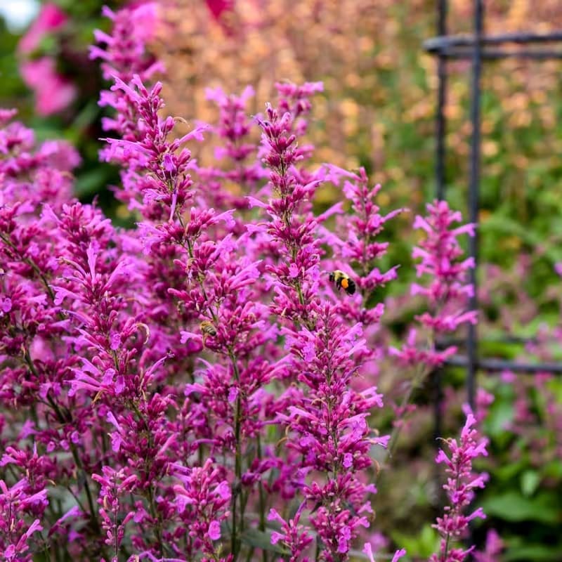 🐦LAST DAY 49% OFF-Hummingbird Agastache Seeds