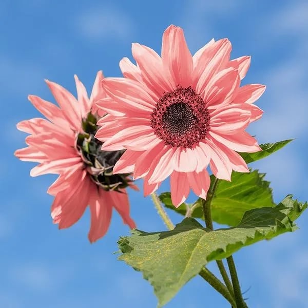 🌺Pink Sunflower Seeds Sun Flower Rare Plant Garden