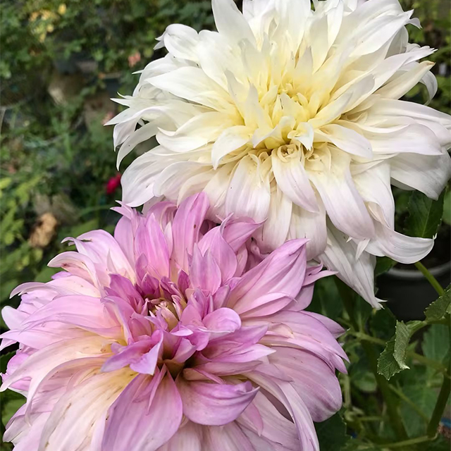 Mixed Giant Dahlia Seeds Ecohill