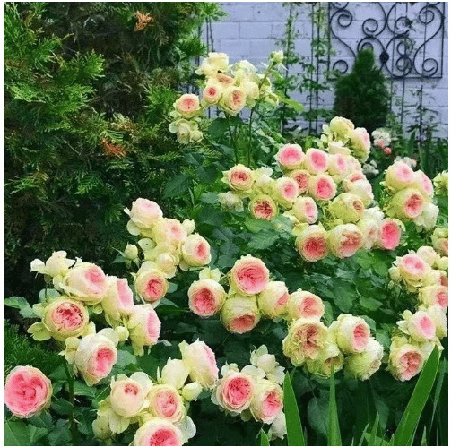 🌸Last day clearance🌹Rosa 'Eden' Climbing Rose Seeds – Heirloom Beauty