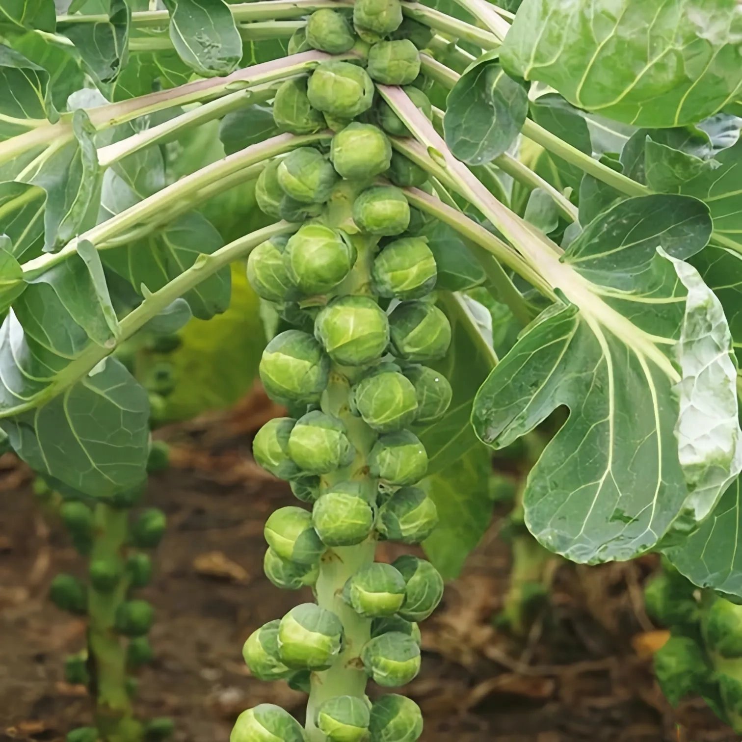 Brussels Sprouts Seeds