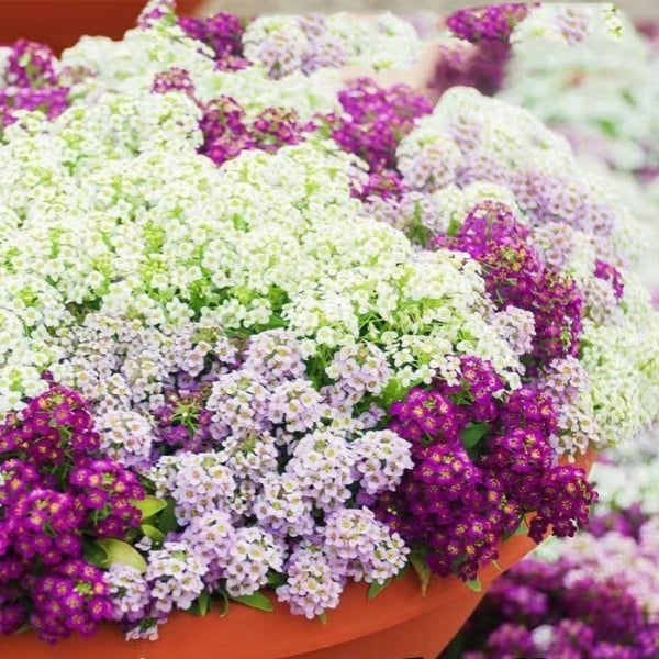 Fragrant Snow Ball Seed