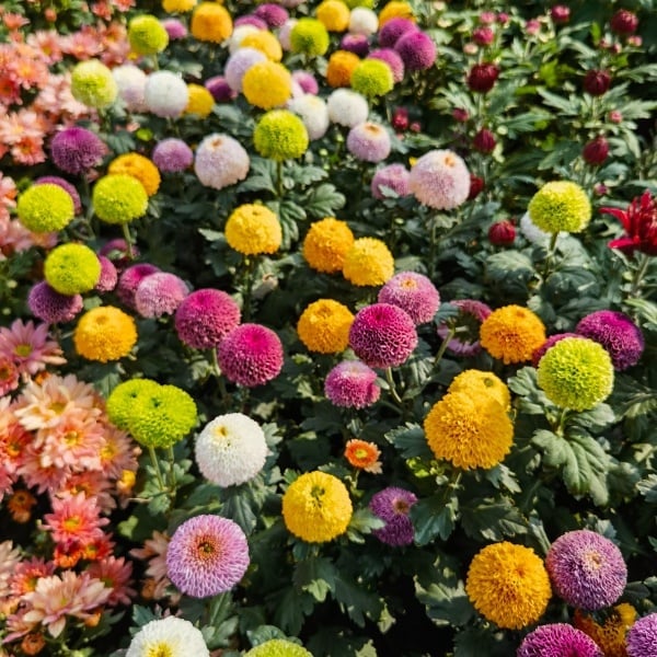 Ping-pong Chrysanthemum Seeds