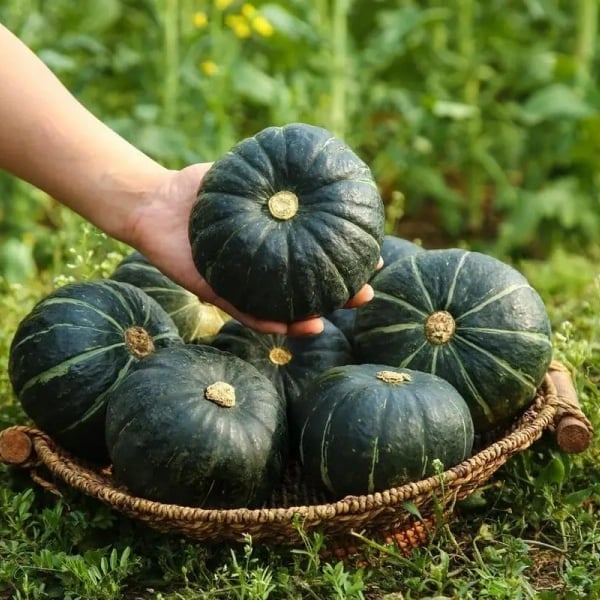 beibei Pumpkin Seeds - Organic