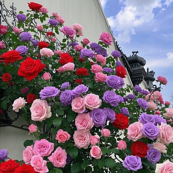 🌸Last day clearance🌹Rosa 'Eden' Climbing Rose Seeds – Heirloom Beauty