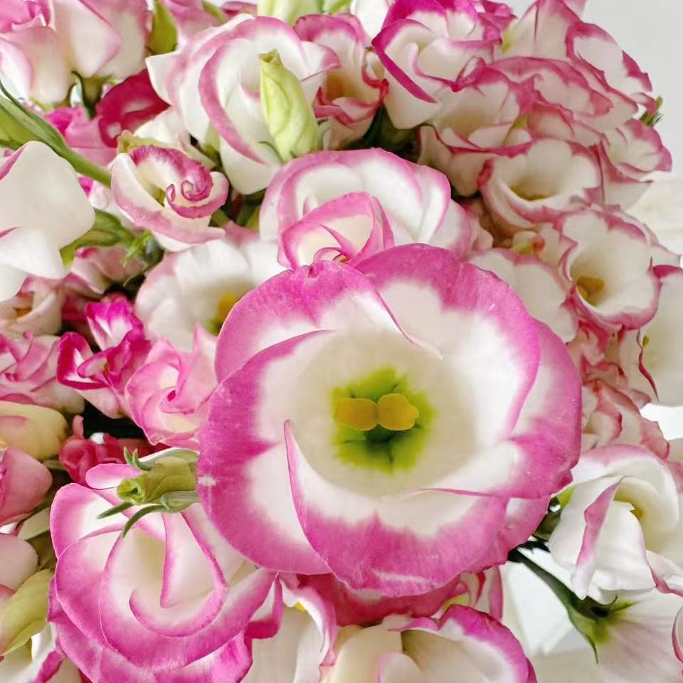 🔥Last Day 49% OFF - 🌺Eustoma Thornless Rose💐Lisanthus Seeds