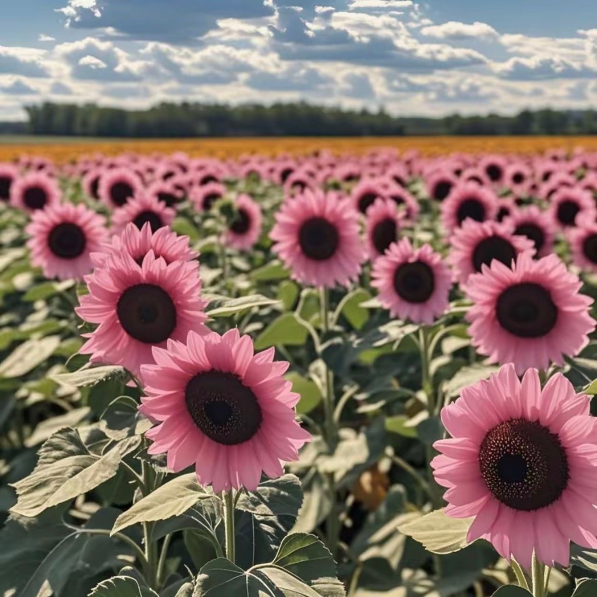 🌺Pink Sunflower Seeds Sun Flower Rare Plant Garden