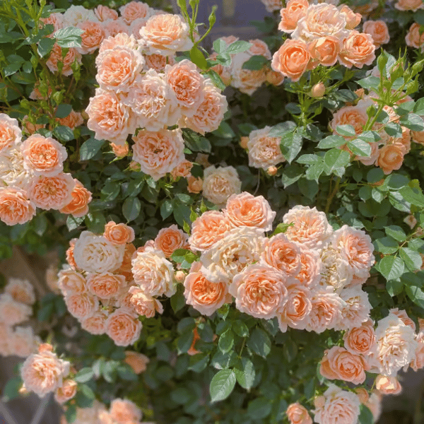 🌸Last day clearance🌹Rosa 'Eden' Climbing Rose Seeds – Heirloom Beauty