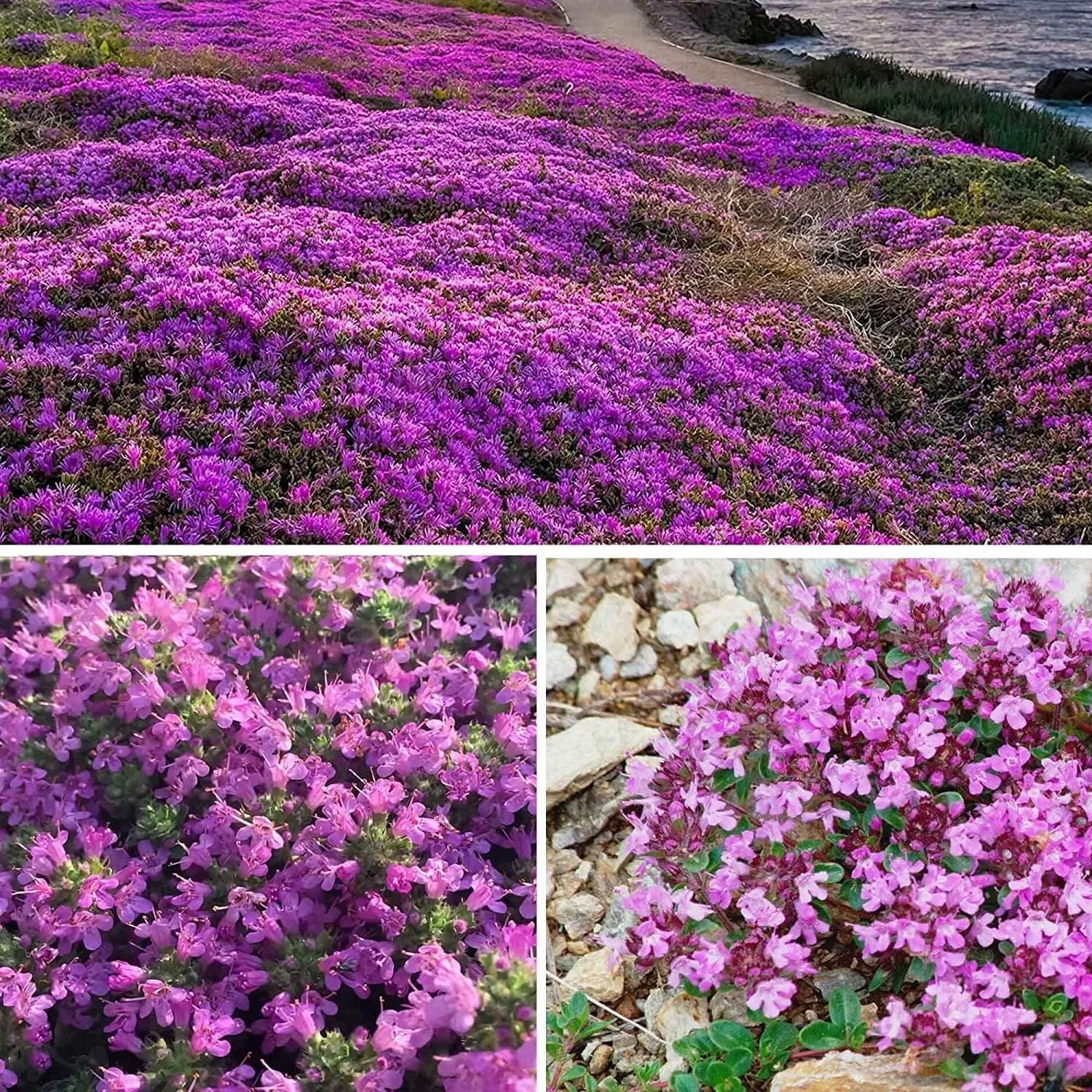 🎁2025 Special Offer 🍃Creeping Thyme Homegrown Seeds