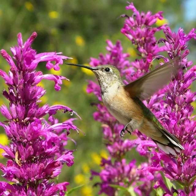 🐦LAST DAY 49% OFF-Hummingbird Agastache Seeds