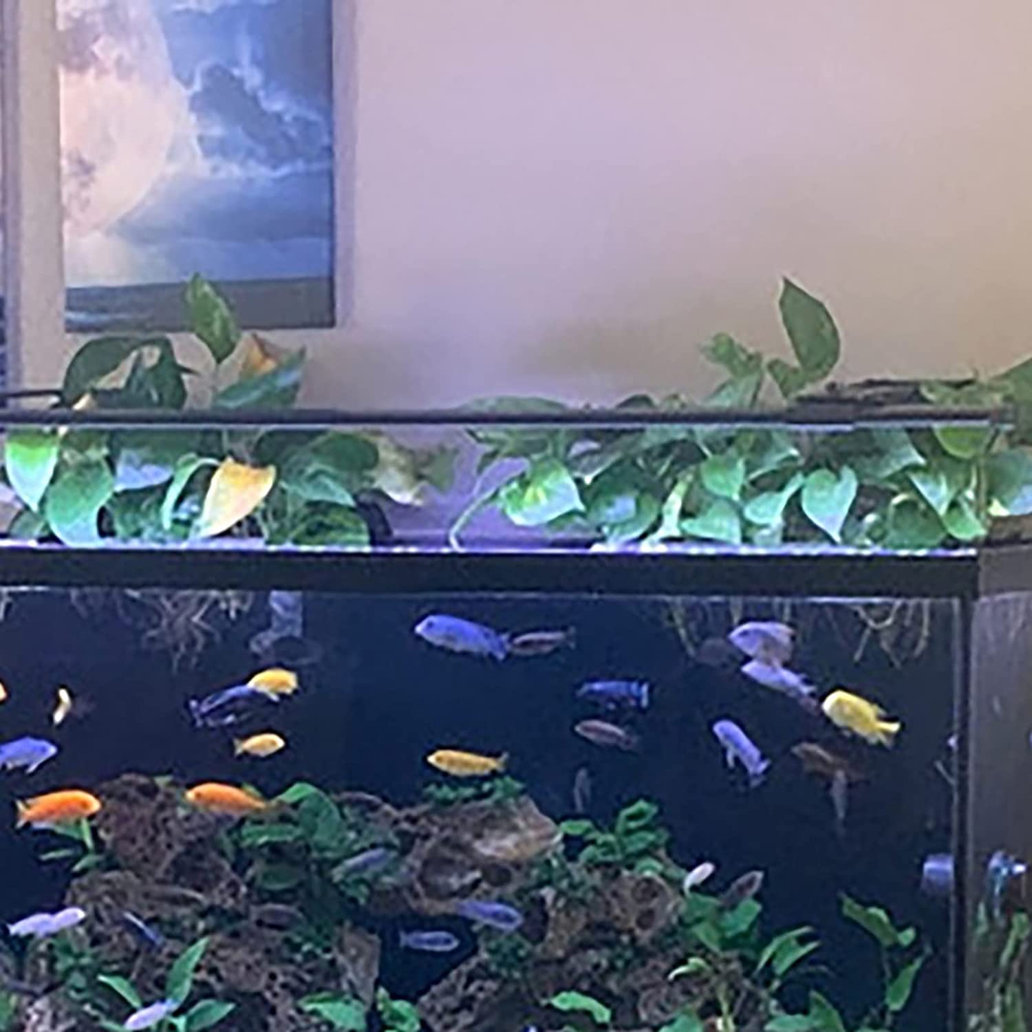 Fish Tank Hydroponic Shelf