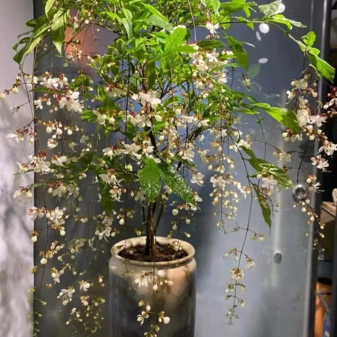 Weeping Jasmine: The Dancing Fairy Of Flowers Seeds🌼