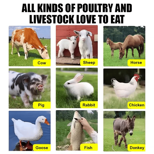 🌿Hybrid Sorghum-Sudan Grass King✅High-Yielding Forage Seed