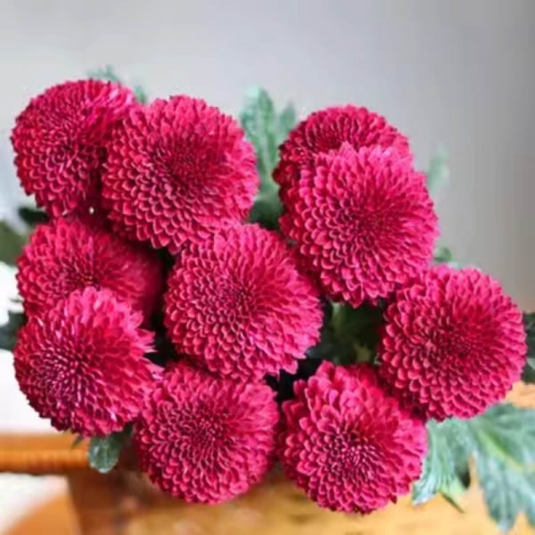 Ping-pong Chrysanthemum Seeds