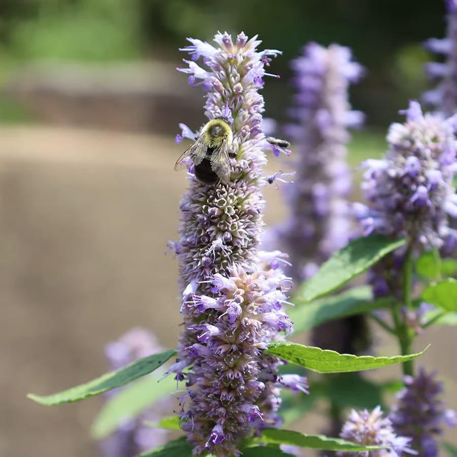 🐦LAST DAY 49% OFF-Hummingbird Agastache Seeds