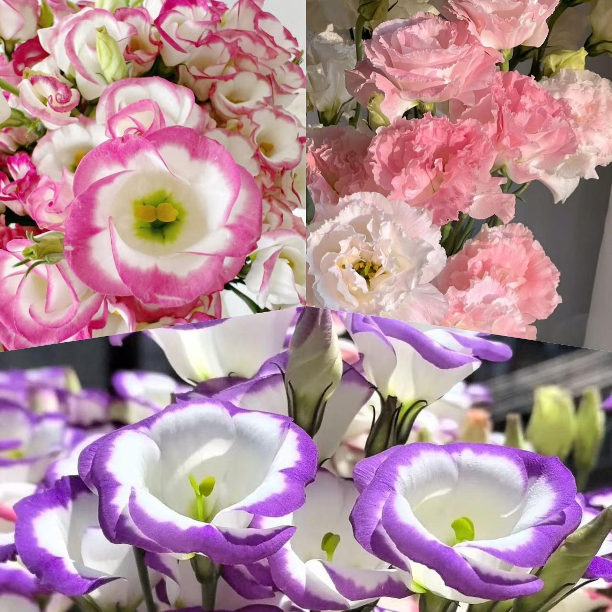 🔥Last Day 49% OFF - 🌺Eustoma Thornless Rose💐Lisanthus Seeds