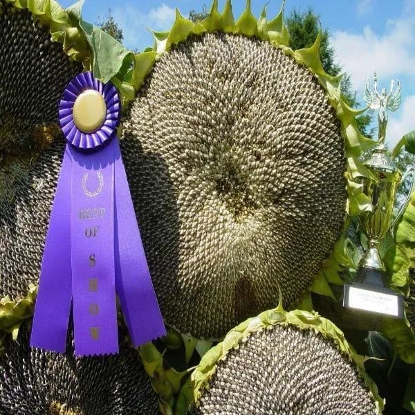 🌻Sunflower Rare Plant Garden- Mongolian Sunflower Seeds
