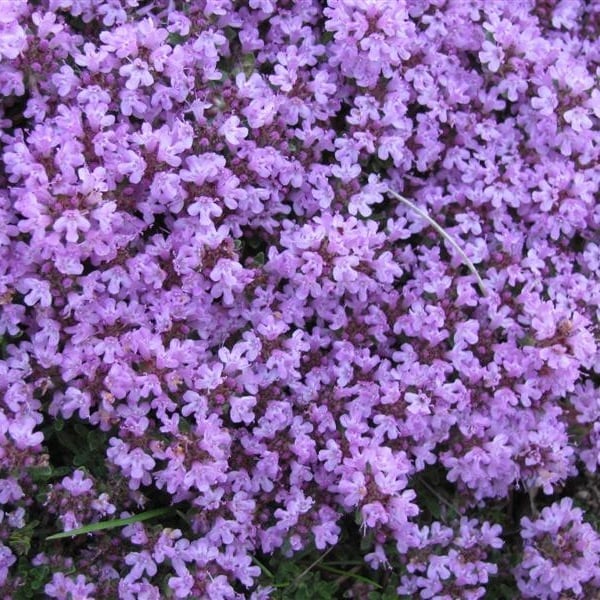 ✨🌸Low-maintenance thyme seeds🍀