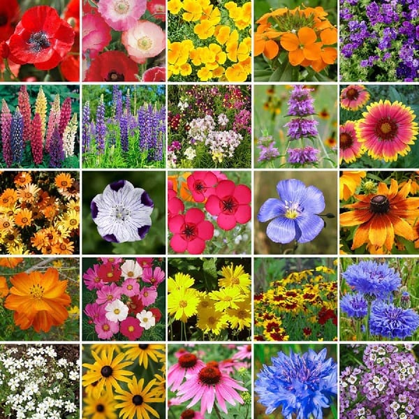 🔥Hot Sale🎉Mixed Perennial Wild Flowers Seeds(Over 60 kinds mixed)