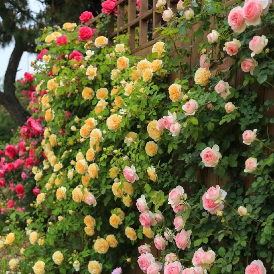 🌹Climbing Vine Rose Flower Seeds🌹