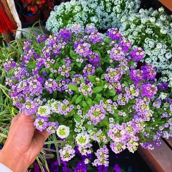 Fragrant Snow Ball Seed