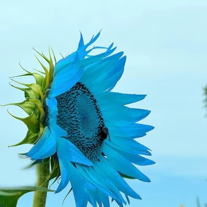 Bright Blue Sunflower Seeds