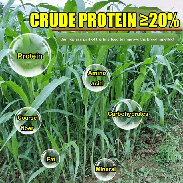 🌿Hybrid Sorghum-Sudan Grass King✅High-Yielding Forage Seed