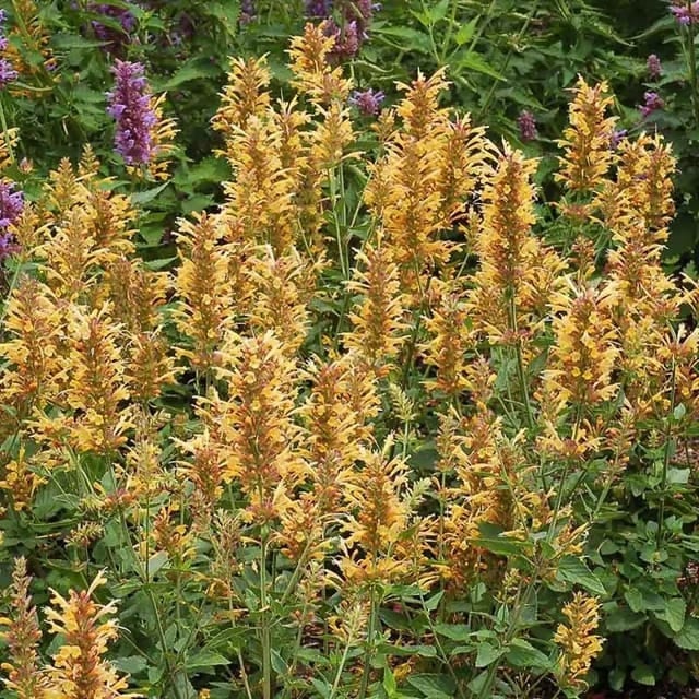 🐦LAST DAY 49% OFF-Hummingbird Agastache Seeds