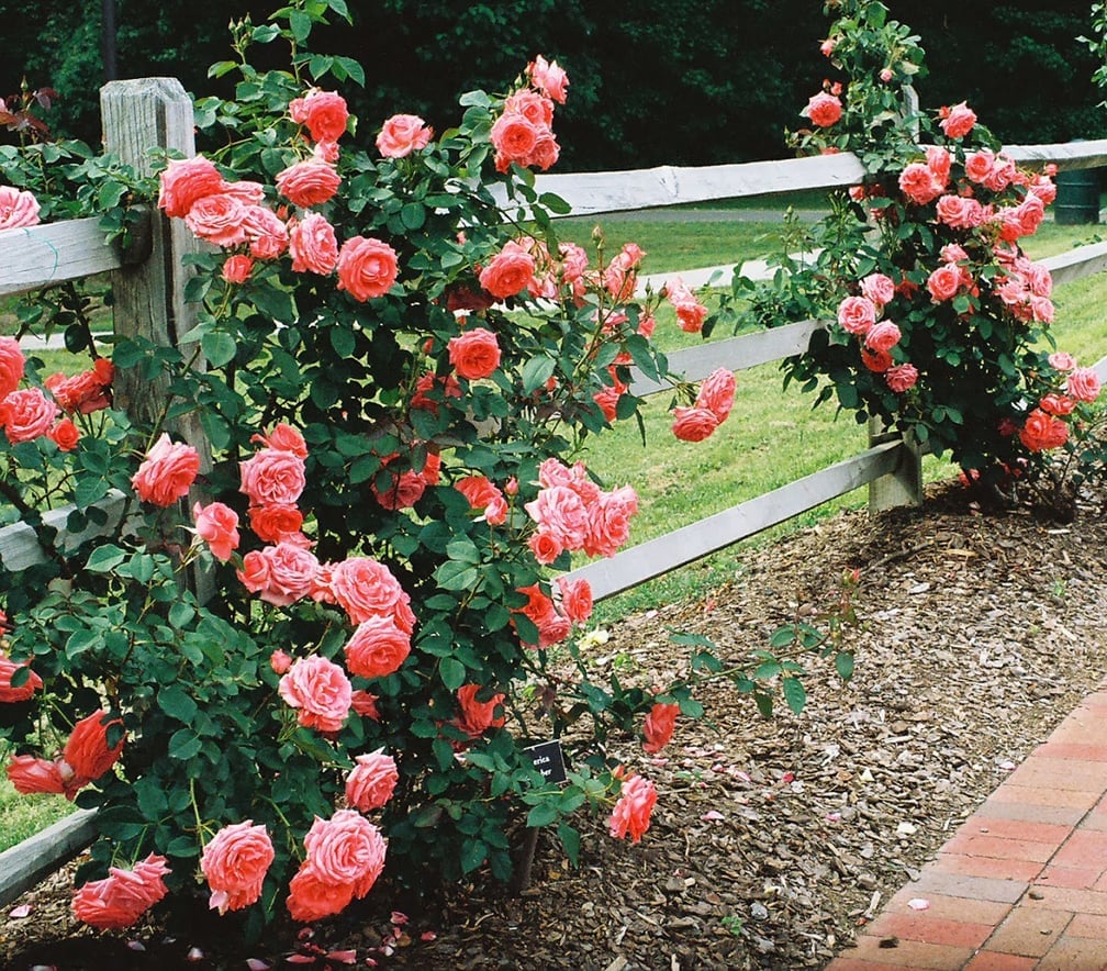 🌸Last day clearance🌹Rosa 'Eden' Climbing Rose Seeds – Heirloom Beauty