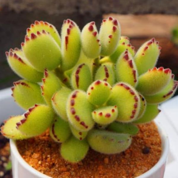 🐻‍❄️Bear's-paw Succulent Seeds🌱