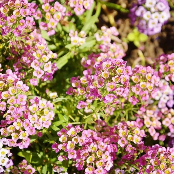 Fragrant Snow Ball Seed