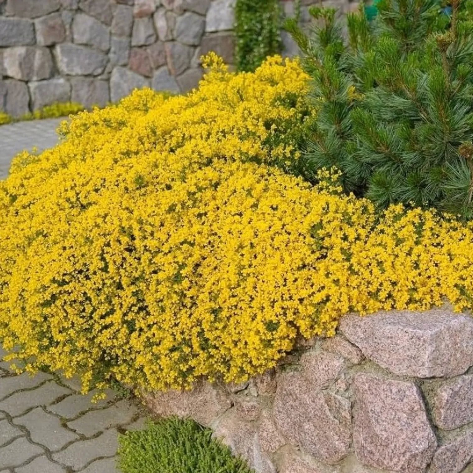 🎁2025 Special Offer 🍃Creeping Thyme Homegrown Seeds
