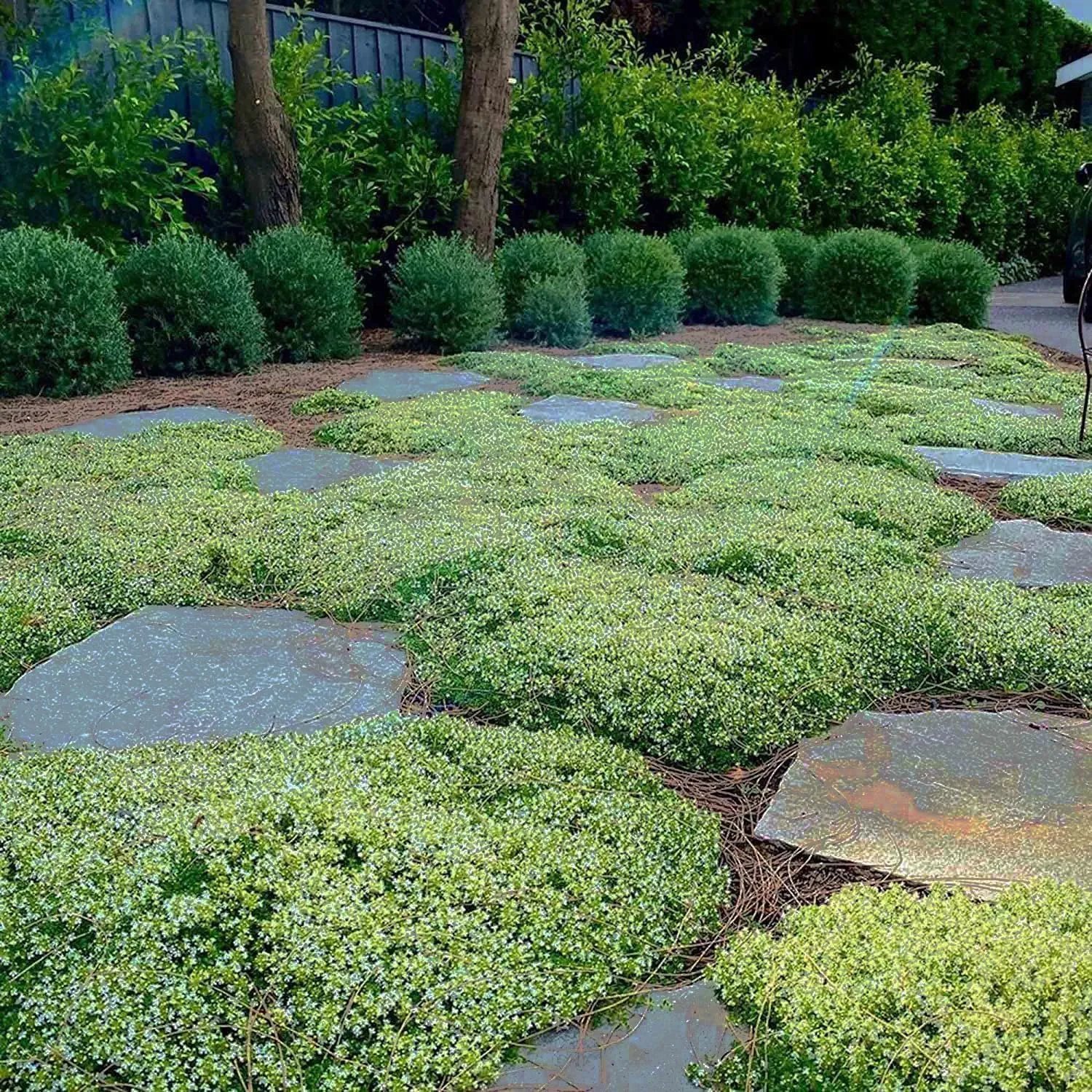 🎁2025 Special Offer 🍃Creeping Thyme Homegrown Seeds