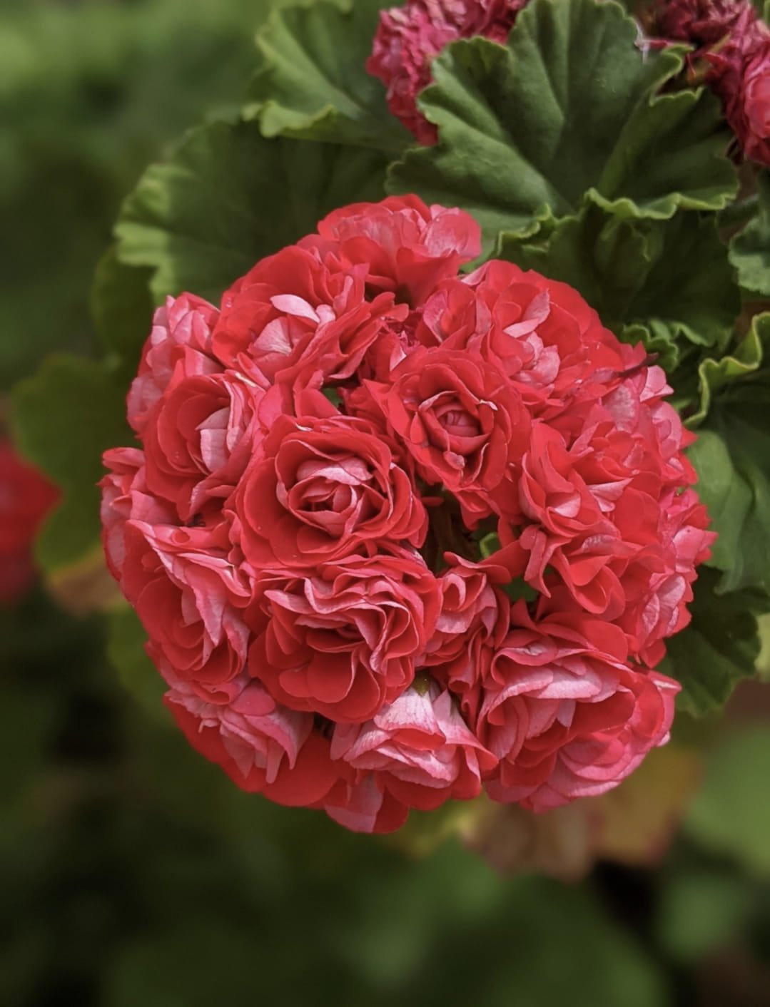 Red Apple Blossom Geranium Seeds Ecohill