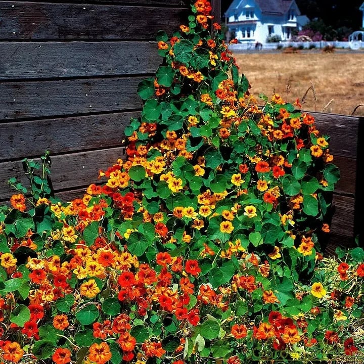 🔥Last day clearance🌺Low-maintenance Nasturtium Seeds