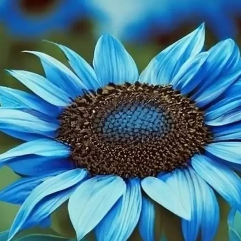 Bright Blue Sunflower Seeds