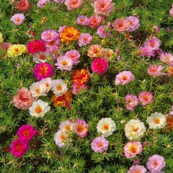 🌼Colorful Sunflower Seeds