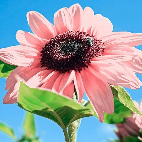 🌺Pink Sunflower Seeds Sun Flower Rare Plant Garden