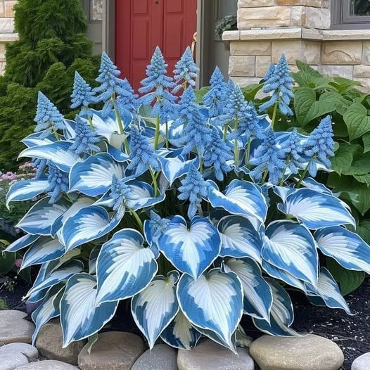 💥2025 Hot Sale 🌌Hosta Seeds Perennial Shade Plant for Garden