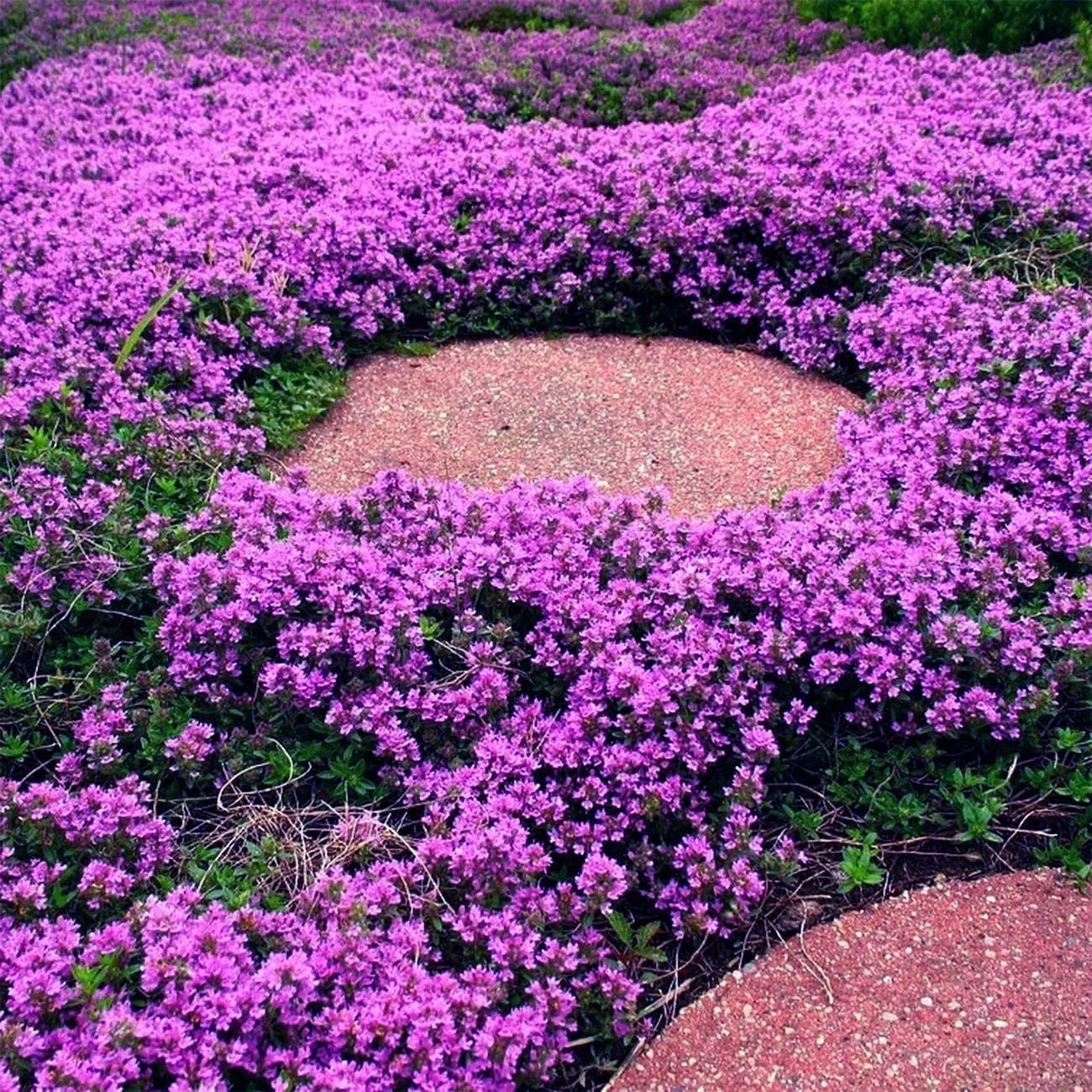 🎁2025 Special Offer 🍃Creeping Thyme Homegrown Seeds