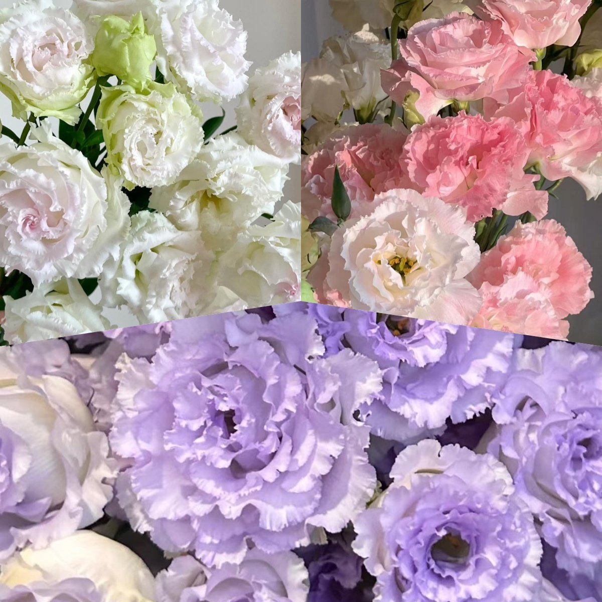 🔥Last Day 49% OFF - 🌺Eustoma Thornless Rose💐Lisanthus Seeds