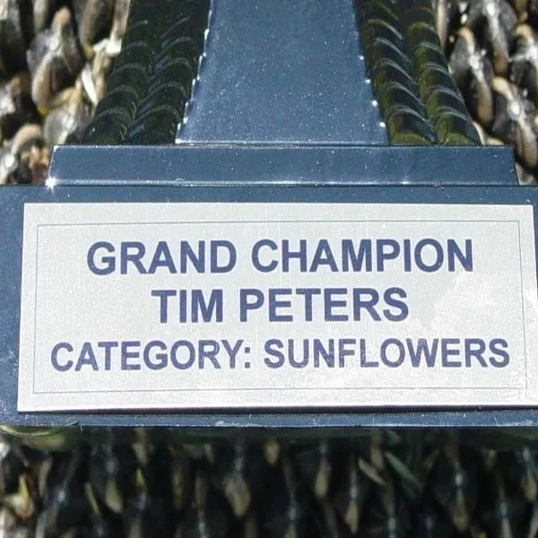 🌻Sunflower Rare Plant Garden- Mongolian Sunflower Seeds