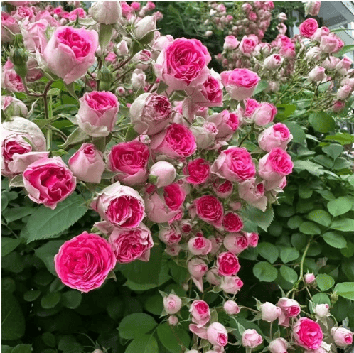 🌸Last day clearance🌹Rosa 'Eden' Climbing Rose Seeds – Heirloom Beauty