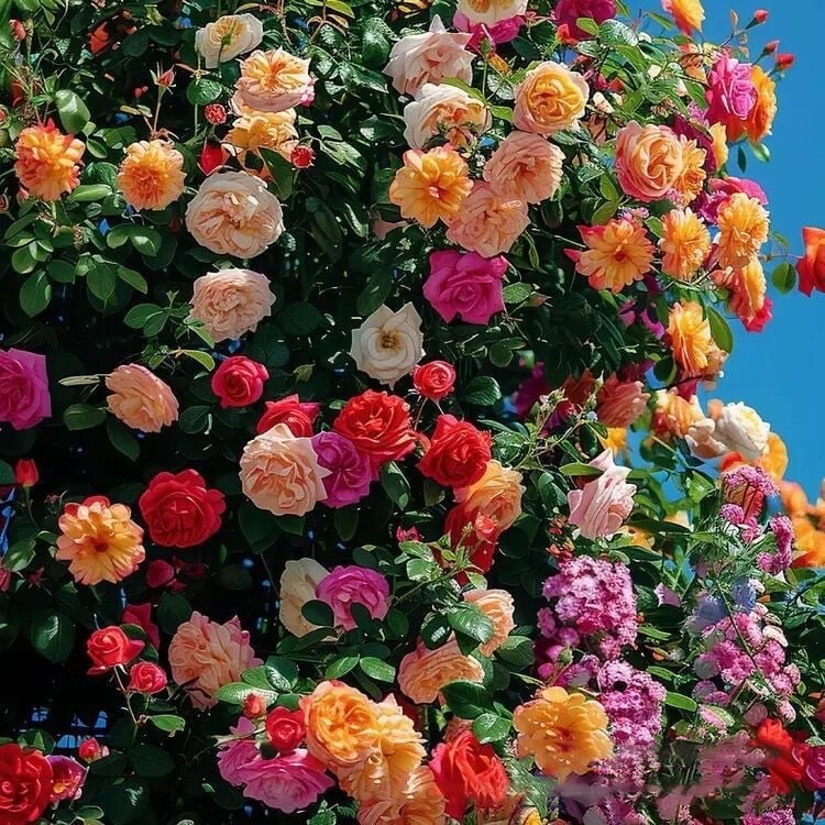 🌹Climbing Vine Rose Flower Seeds🌹