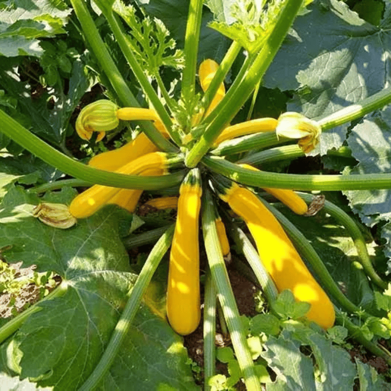 Golden Zucchini Seeds